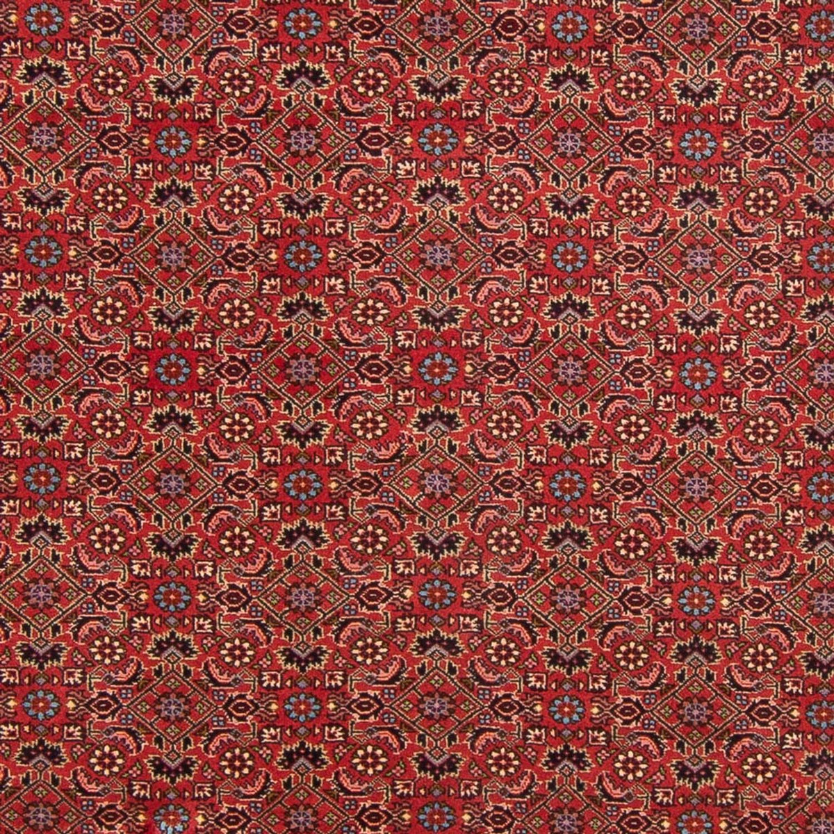 Alfombra persa - Bidjar - 296 x 197 cm - rojo
