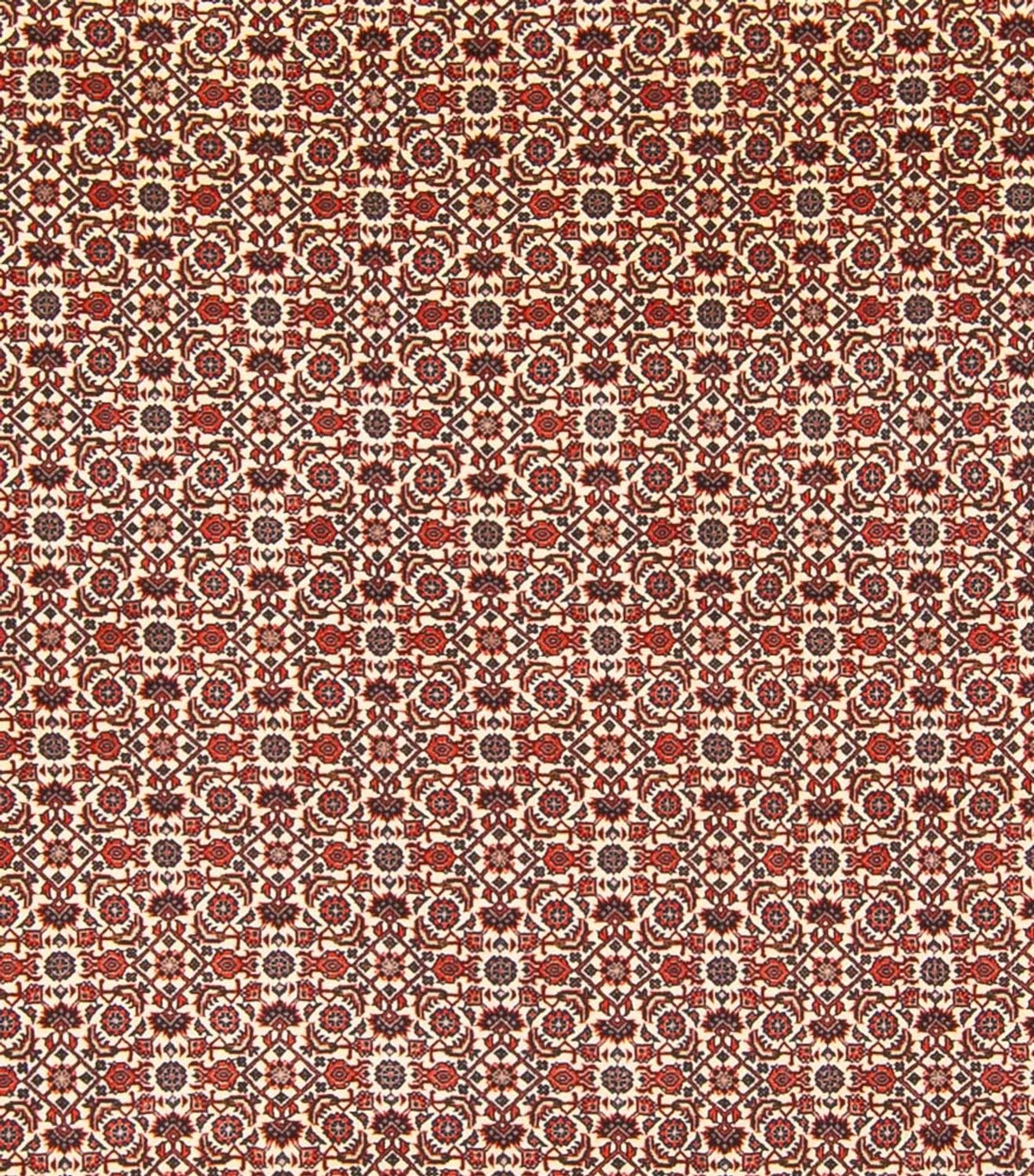 Alfombra persa - Bidjar - 343 x 260 cm - crema