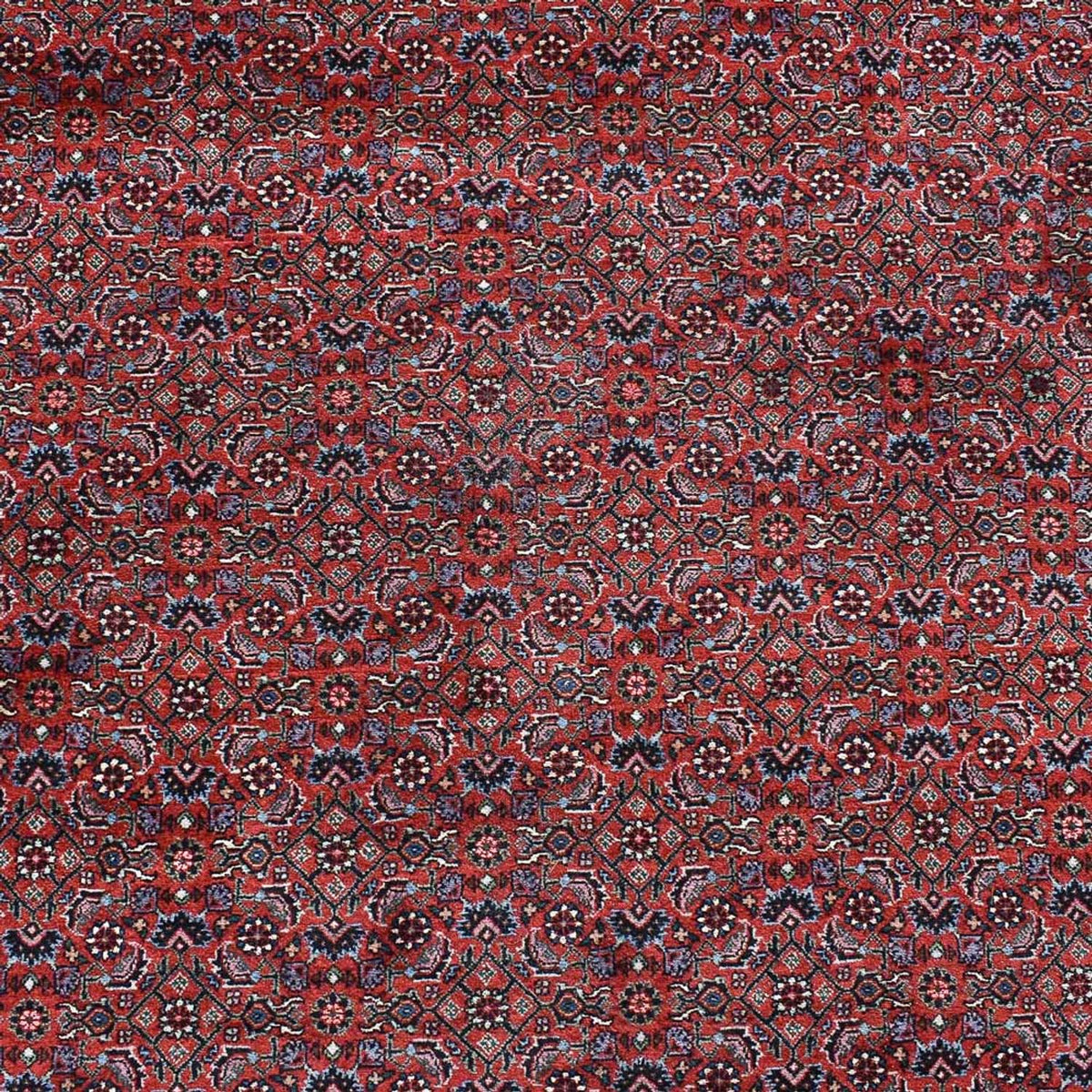 Alfombra persa - Bidjar - 490 x 350 cm - rojo burdeos