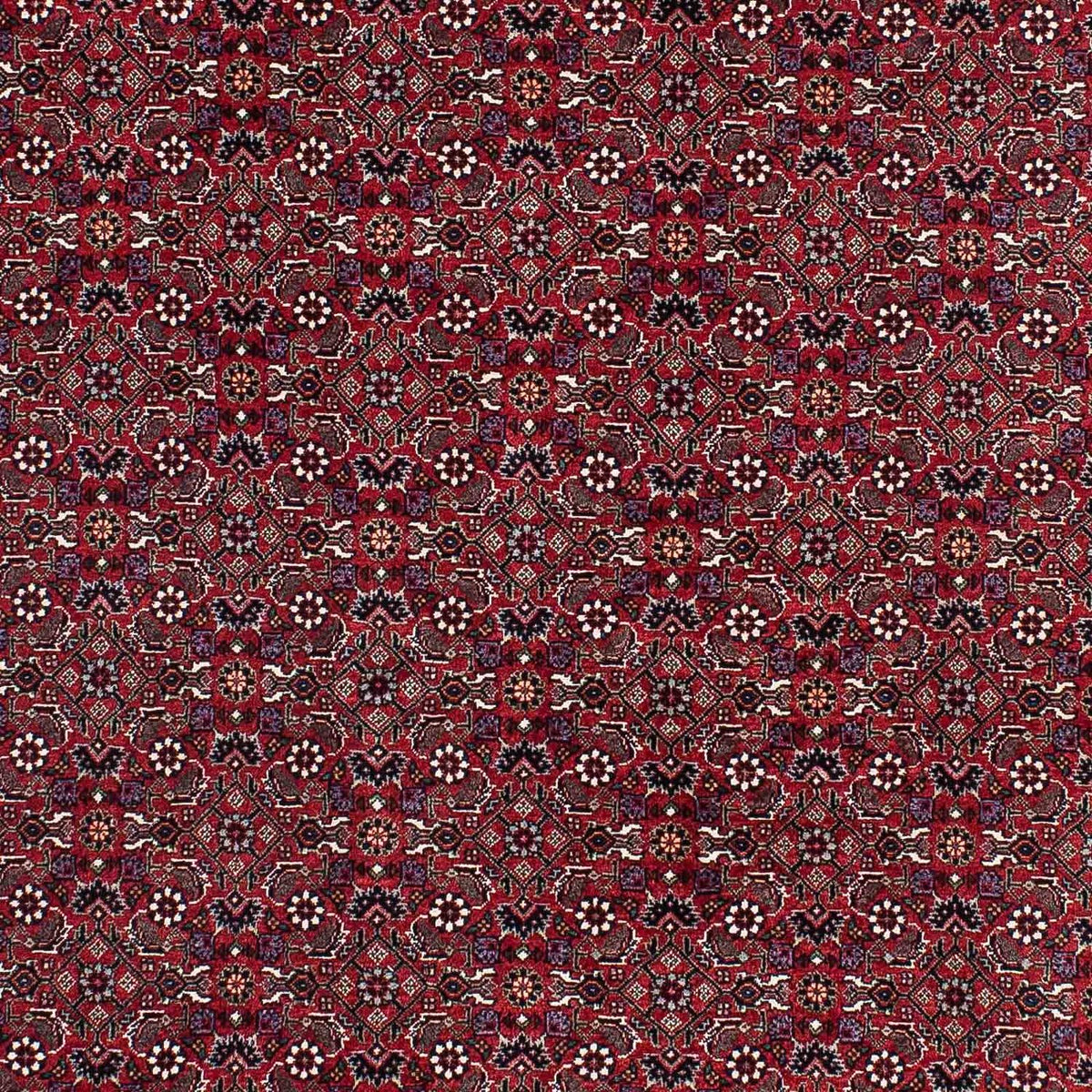 Alfombra persa - Bidjar - 221 x 143 cm - rojo