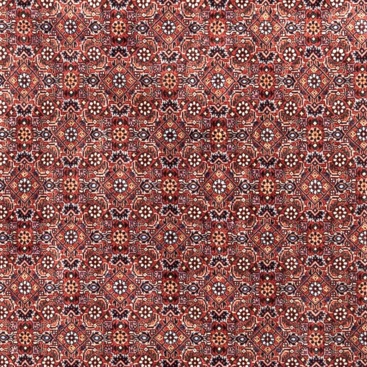 Alfombra persa - Bidjar - 306 x 204 cm - rojo