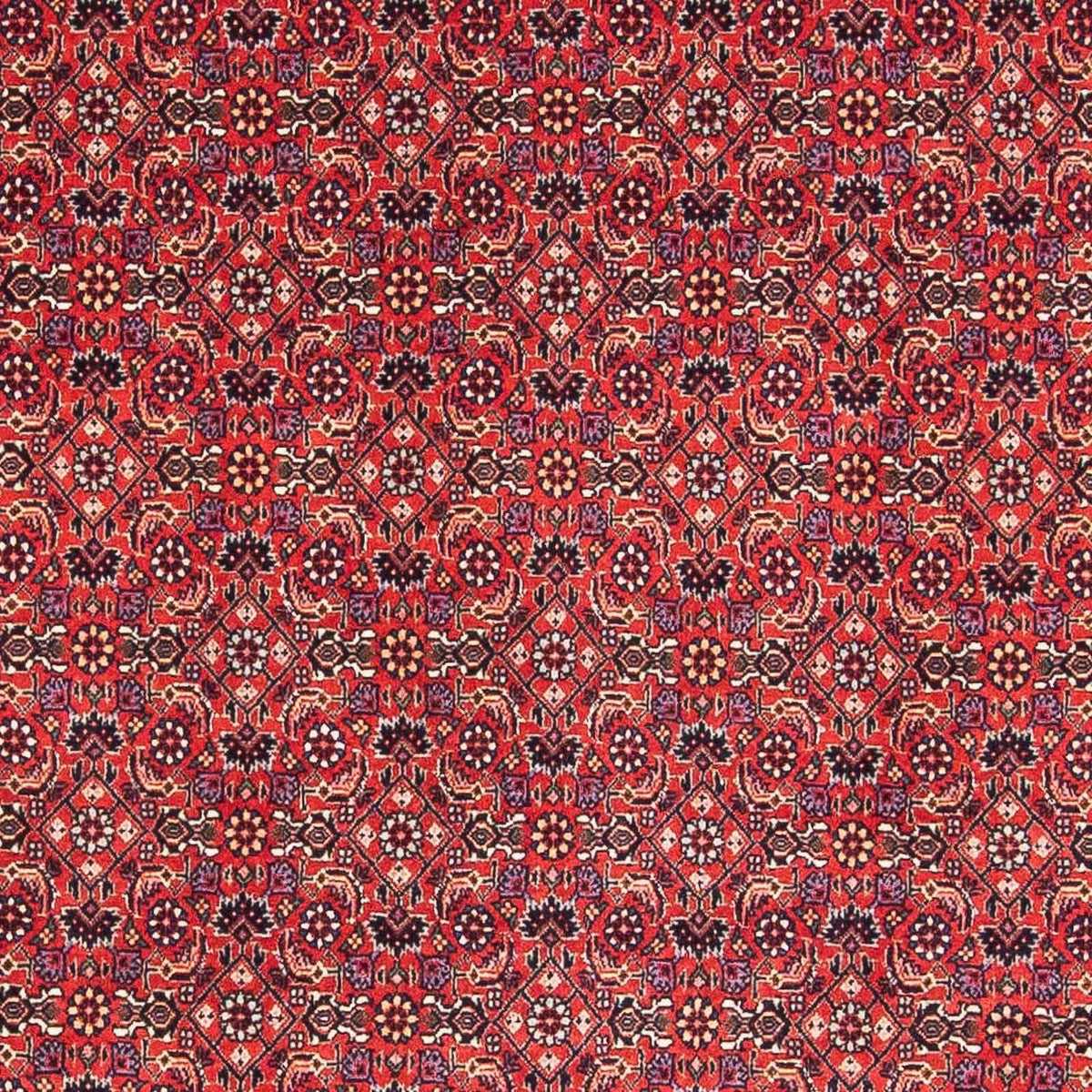 Alfombra persa - Bidjar cuadrado  - 126 x 124 cm - rojo