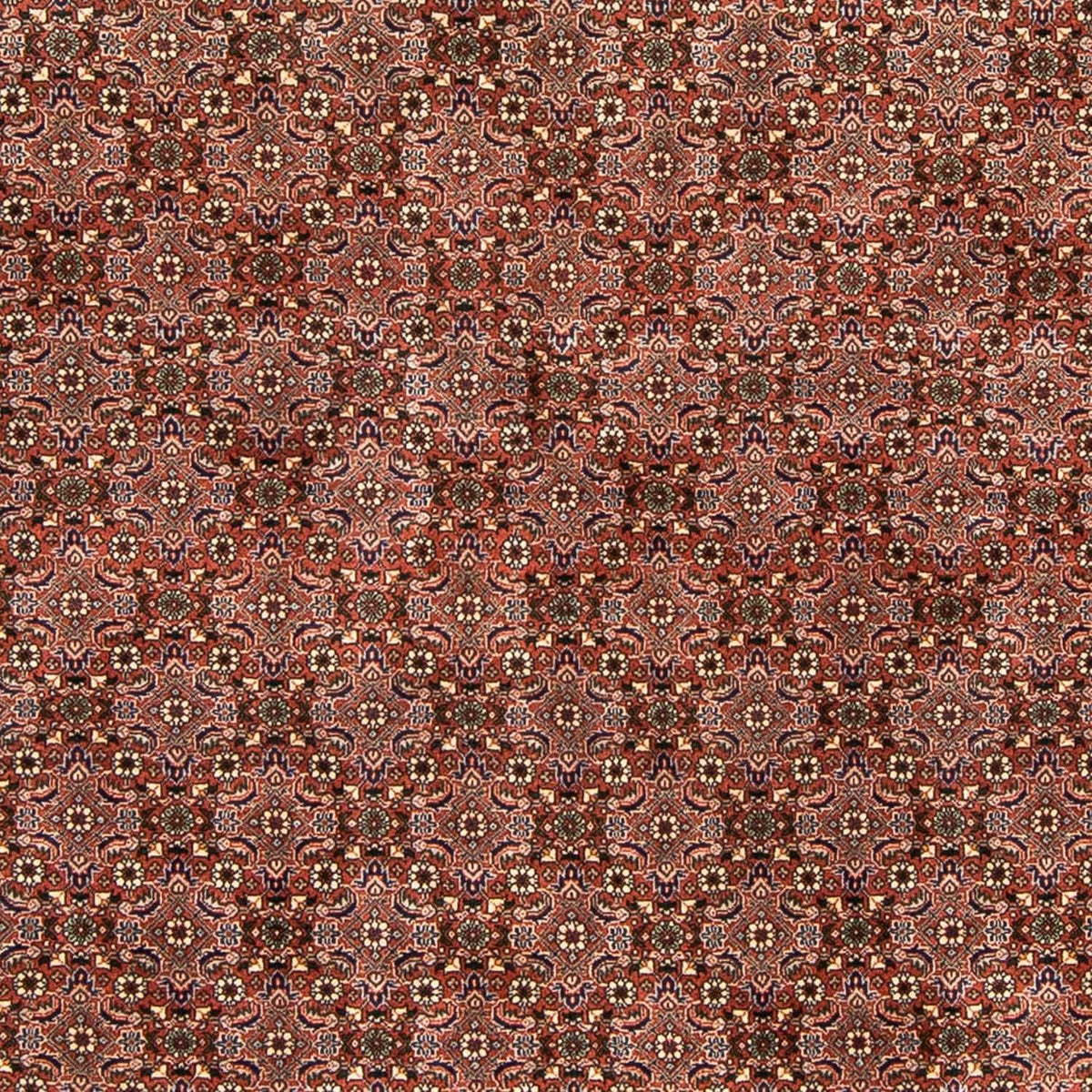 Alfombra persa - Bidjar - 235 x 167 cm - rojo claro