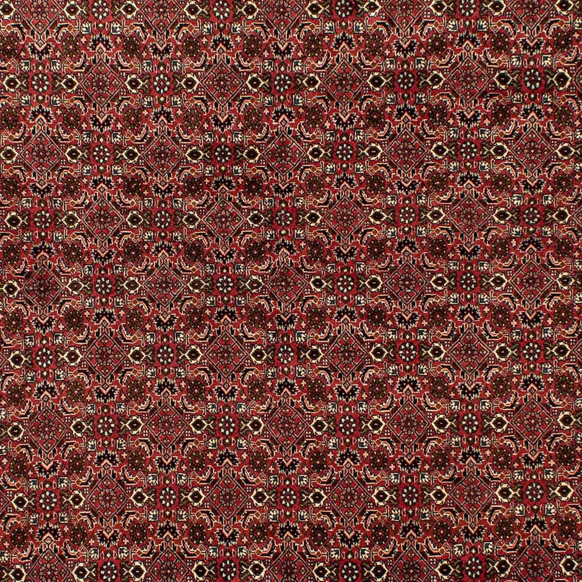 Alfombra persa - Bidjar - 284 x 202 cm - marrón