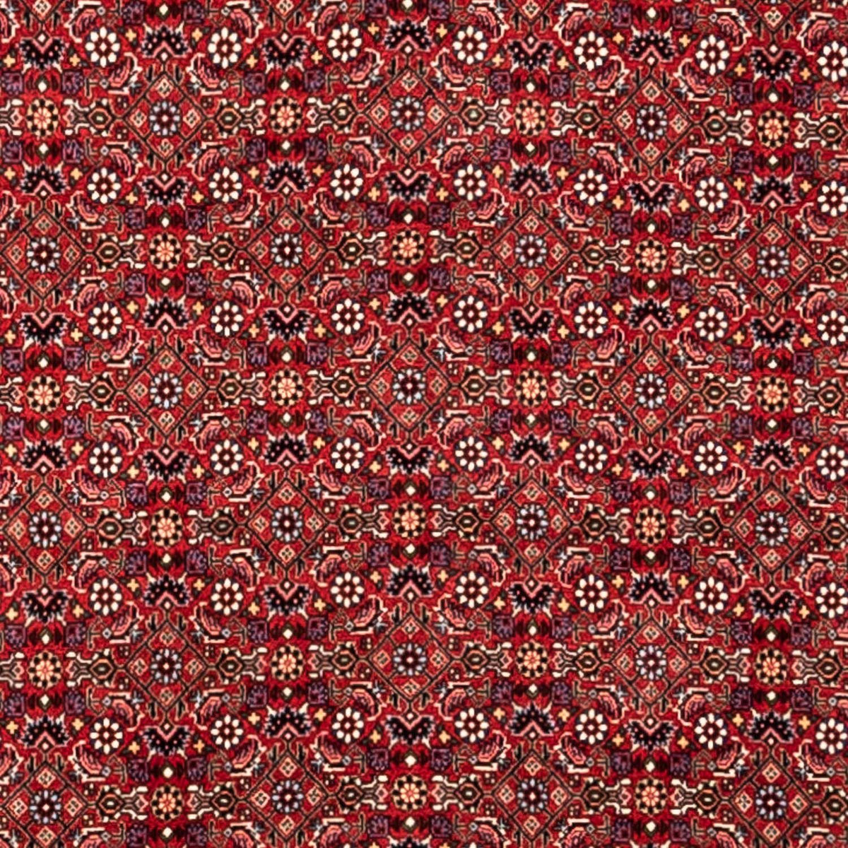 Alfombra persa - Bidjar - 340 x 252 cm - rojo