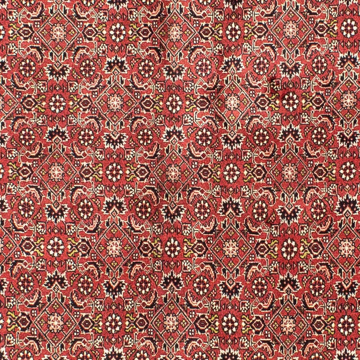 Alfombra persa - Bidjar - 205 x 141 cm - rojo oscuro