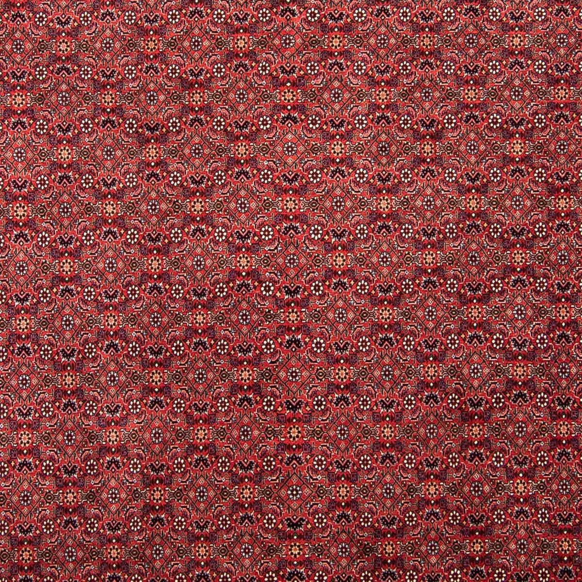 Alfombra persa - Bidjar - 296 x 250 cm - rojo oscuro