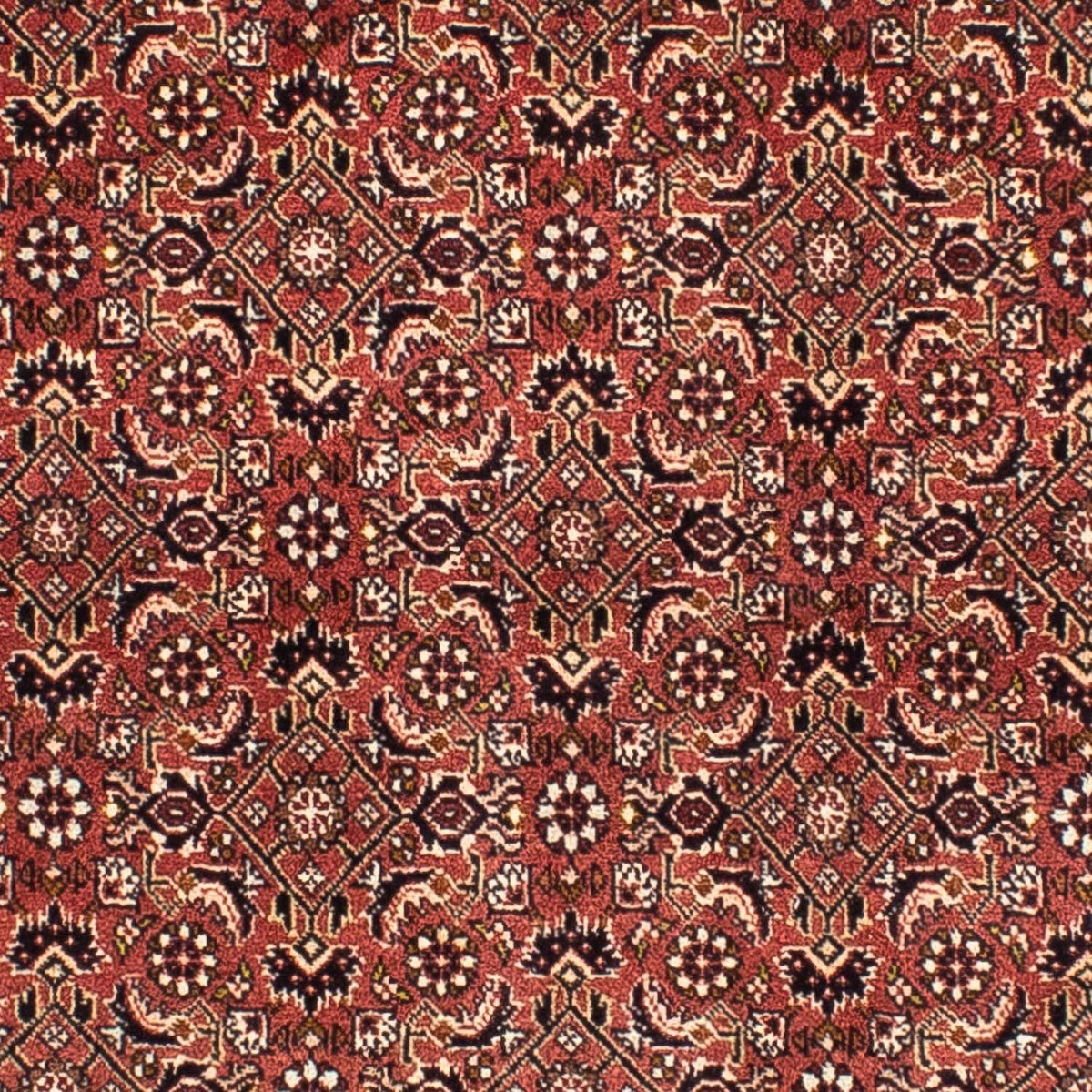 Alfombra persa - Bidjar cuadrado  - 200 x 195 cm - rojo claro