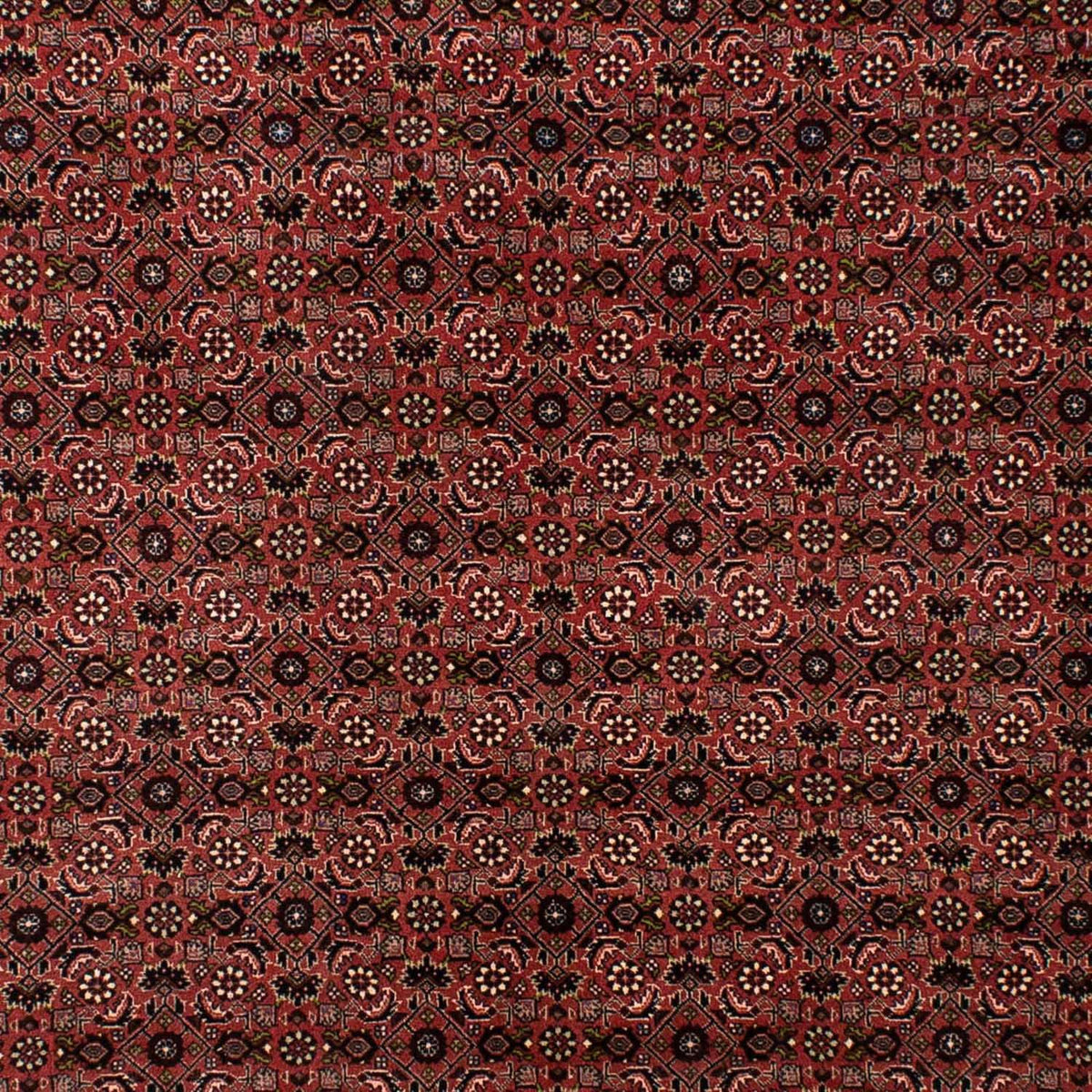 Alfombra persa - Bidjar - 295 x 196 cm - rojo oscuro