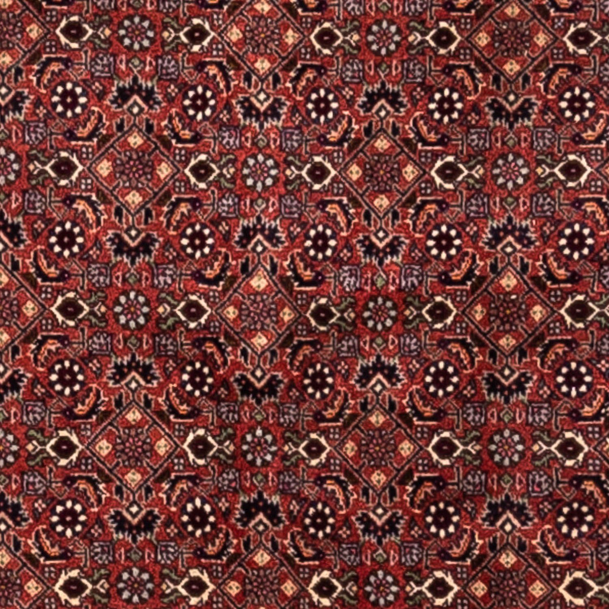 Alfombra persa - Bidjar - 293 x 200 cm - rojo