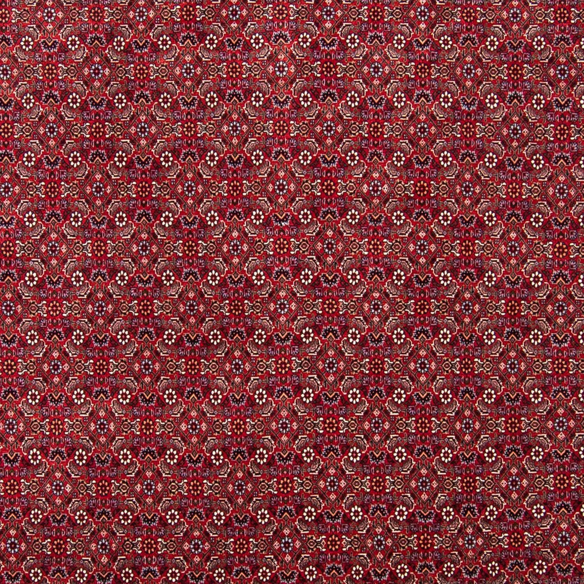Alfombra persa - Bidjar - 297 x 247 cm - rojo