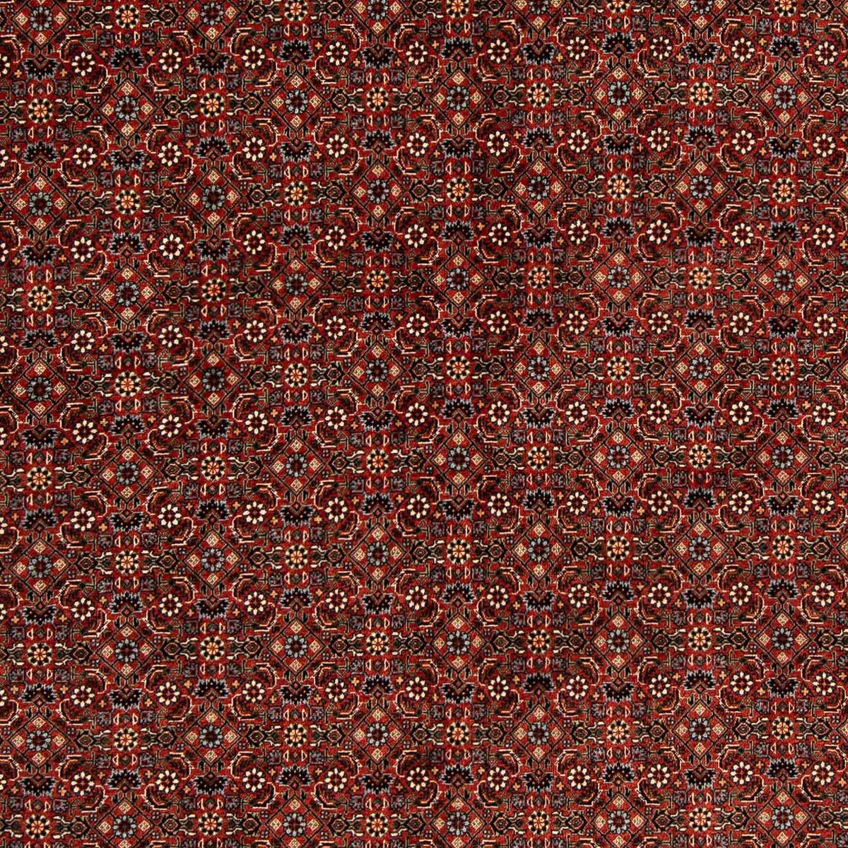 Alfombra persa - Bidjar cuadrado - 203 x 197 cm - rojo oscuro