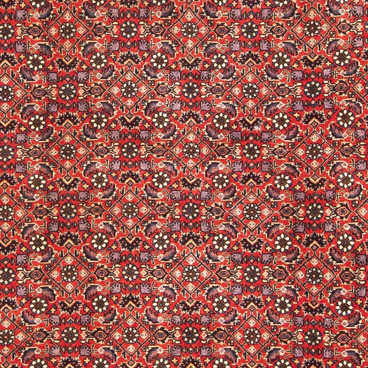 Alfombra persa - Bidjar - 183 x 114 cm - rojo