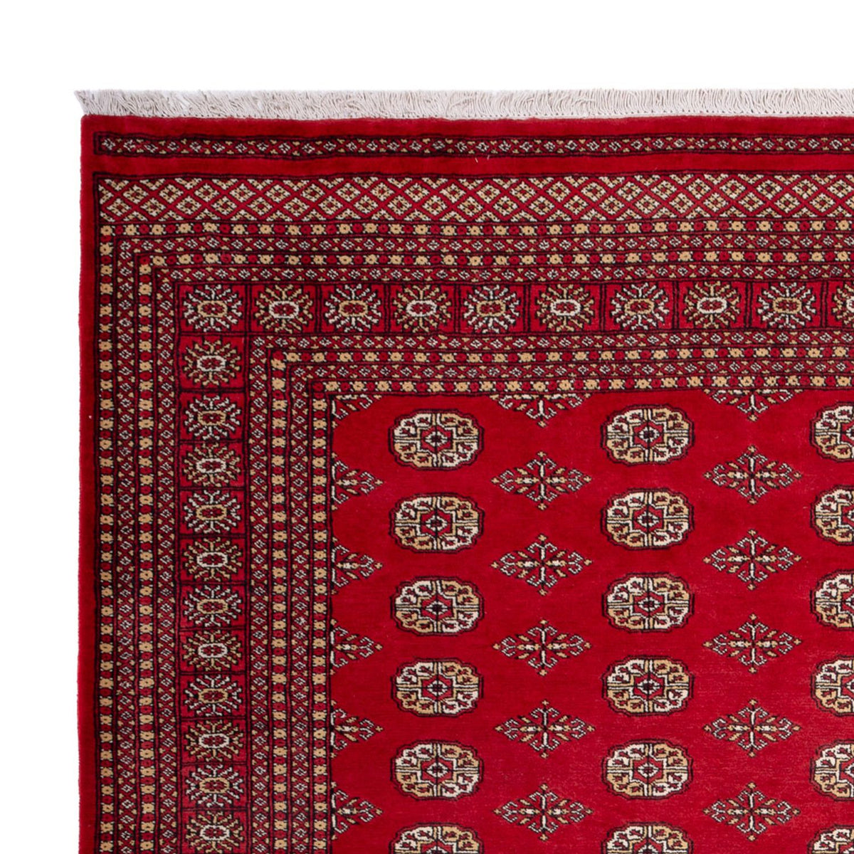 Alfombra afgana - Bukhara - 305 x 252 cm - rojo