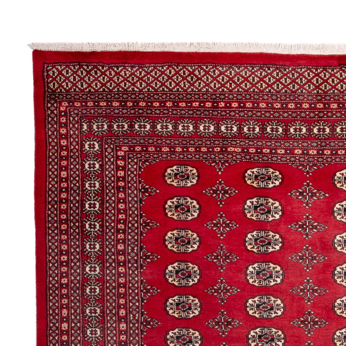 Alfombra afgana - Bukhara - 309 x 248 cm - rojo
