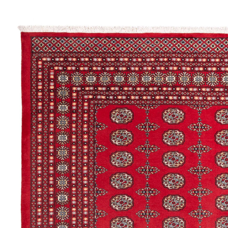 Alfombra afgana - Bukhara - 310 x 250 cm - rojo