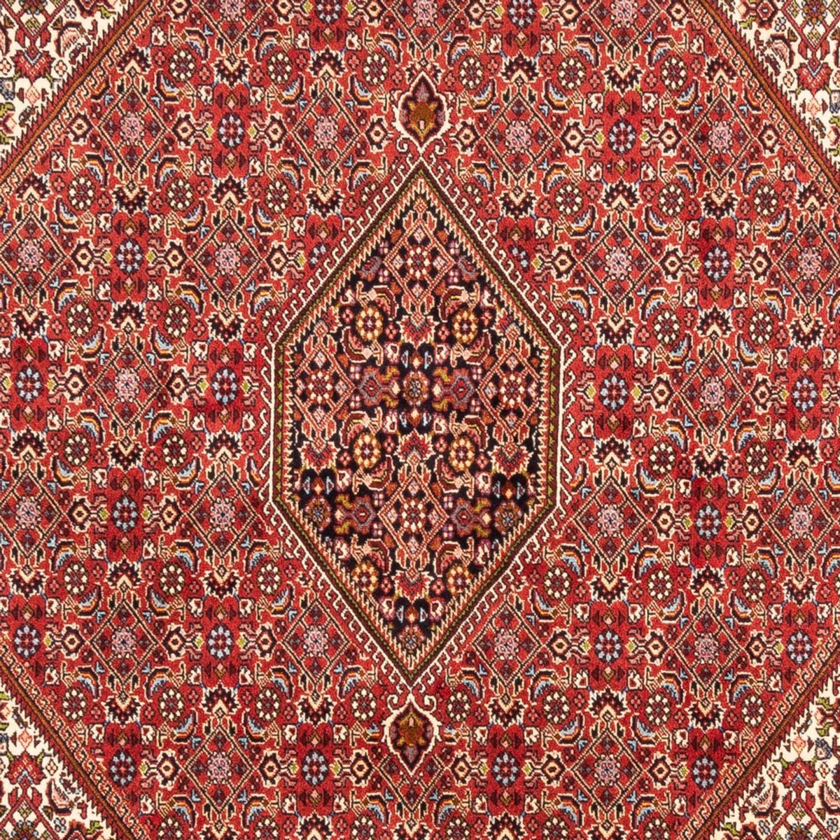 Alfombra persa - Bidjar - 247 x 172 cm - rojo