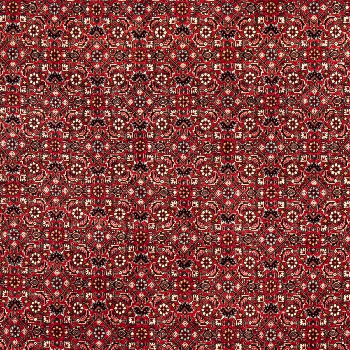 Alfombra persa - Bidjar - 238 x 178 cm - rojo