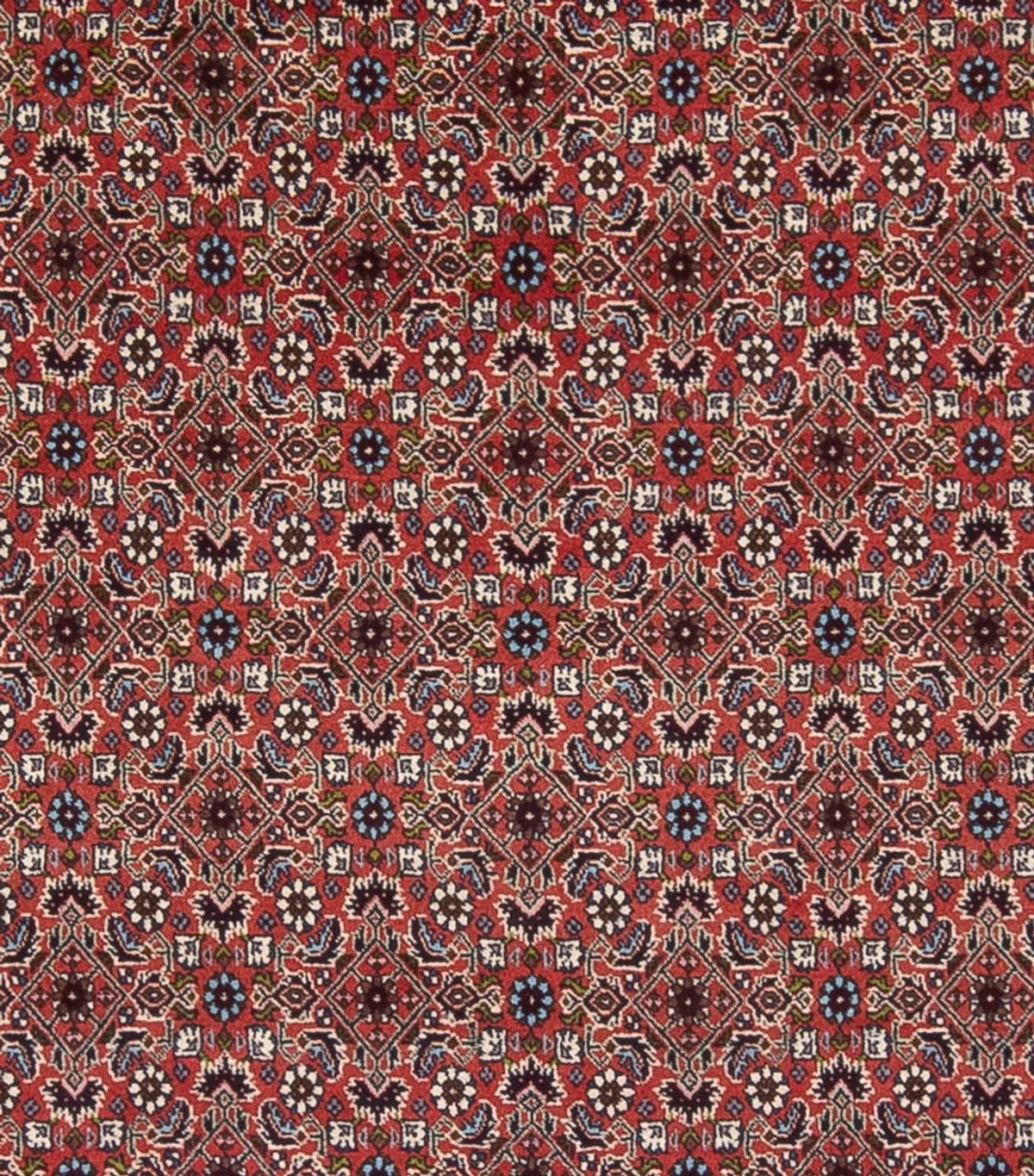 Alfombra persa - Bidjar - 296 x 248 cm - rojo oscuro