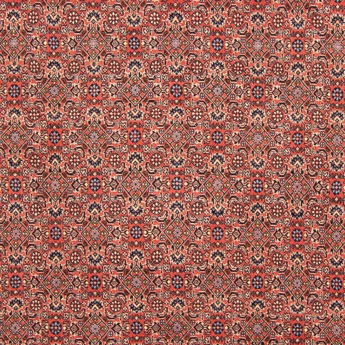 Alfombra persa - Bidjar - 298 x 196 cm - rojo
