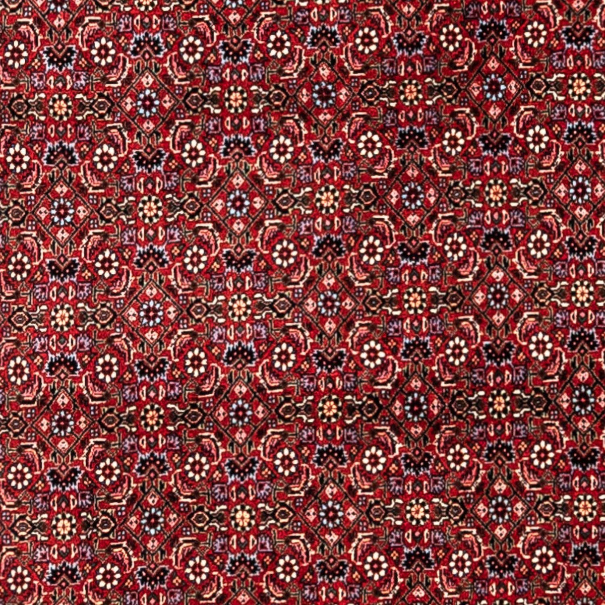 Alfombra persa - Bidjar - 331 x 254 cm - rojo