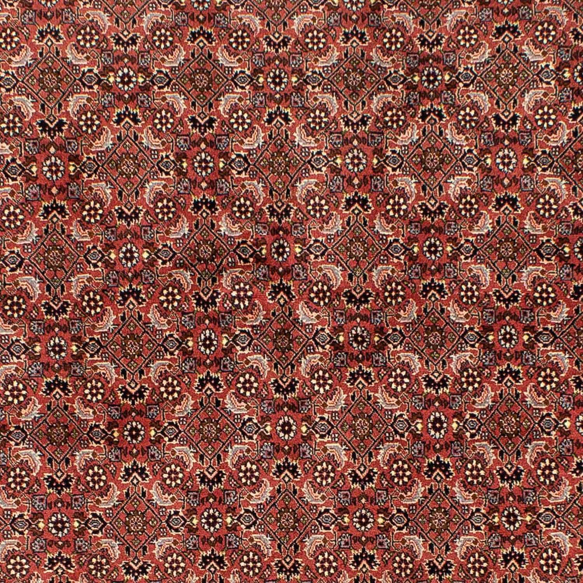Alfombra persa - Bidjar - 244 x 172 cm - rojo oscuro