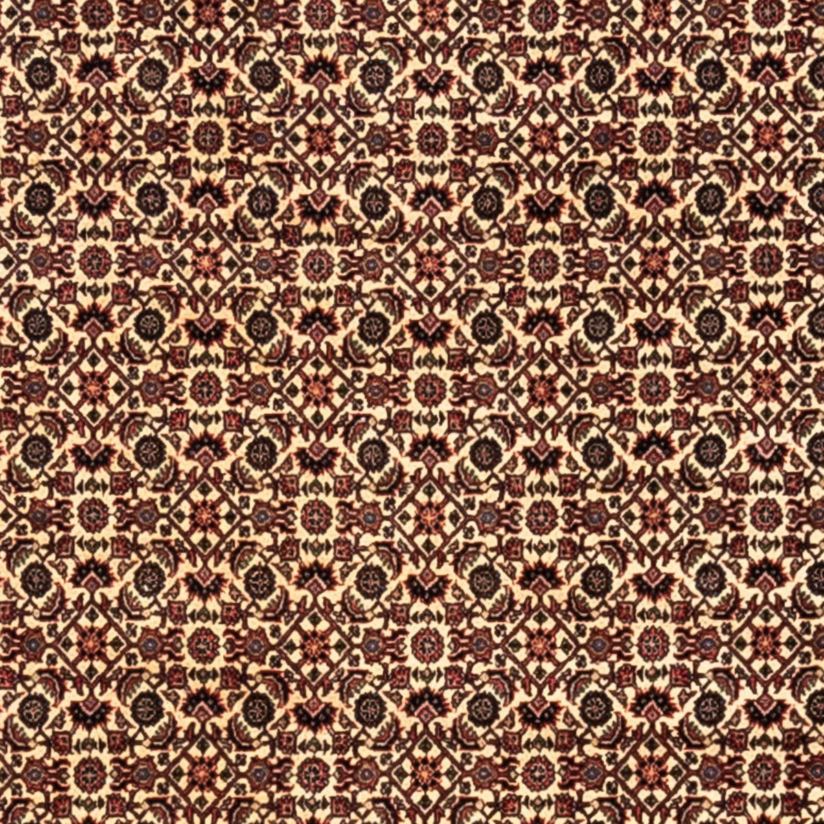 Alfombra persa - Bidjar - 302 x 208 cm - beige