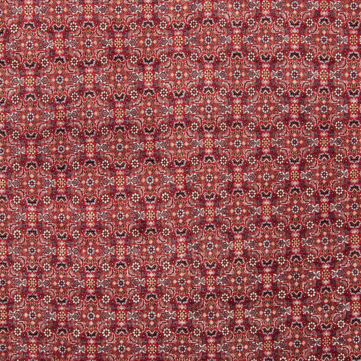 Alfombra persa - Bidjar - 347 x 248 cm - rojo