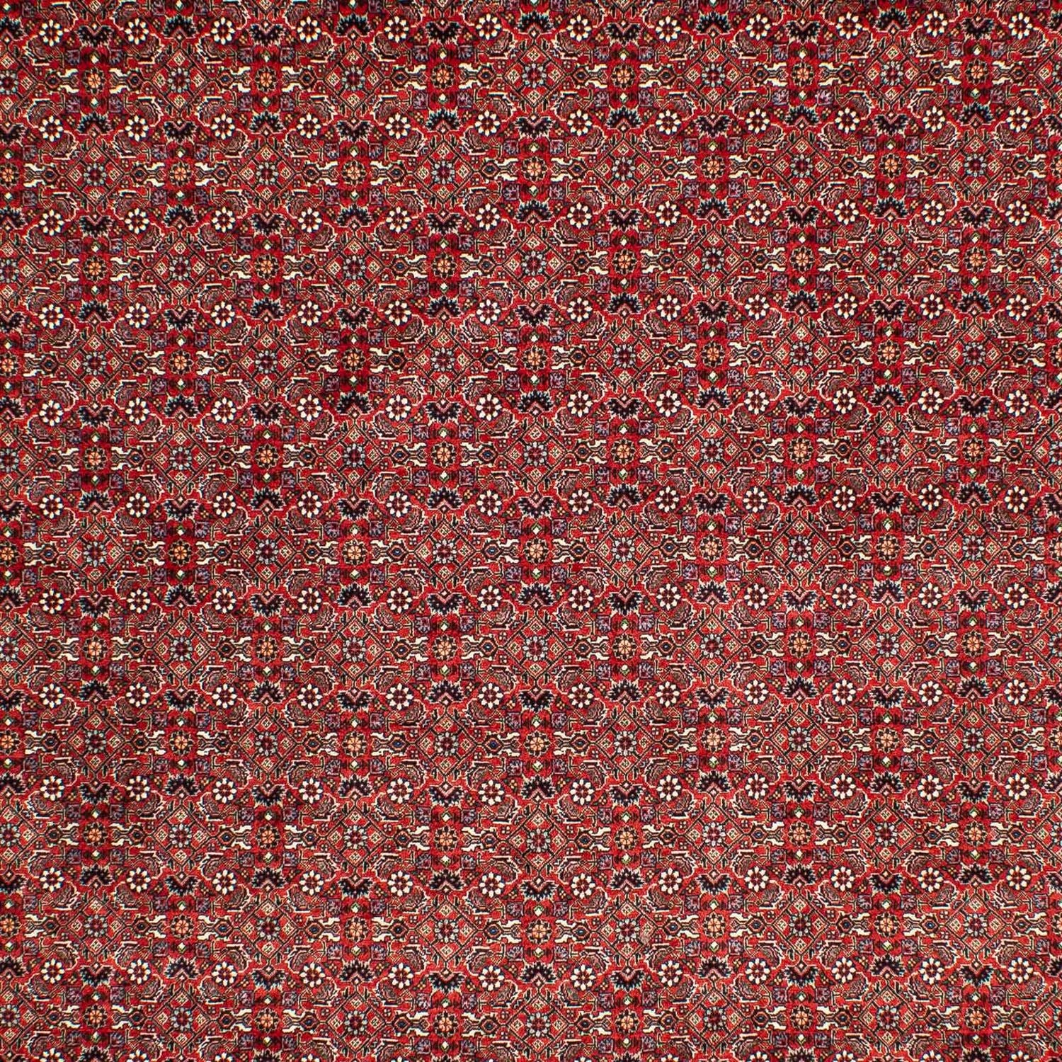 Alfombra persa - Bidjar - 302 x 210 cm - rojo oscuro