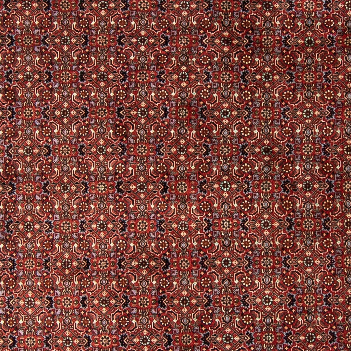Alfombra persa - Bidjar redondo  - 250 x 250 cm - rojo oscuro