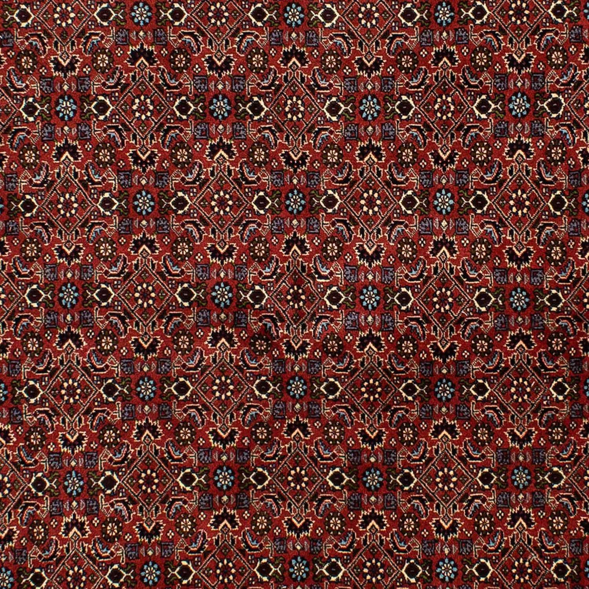 Alfombra persa - Bidjar - 246 x 172 cm - rojo oscuro