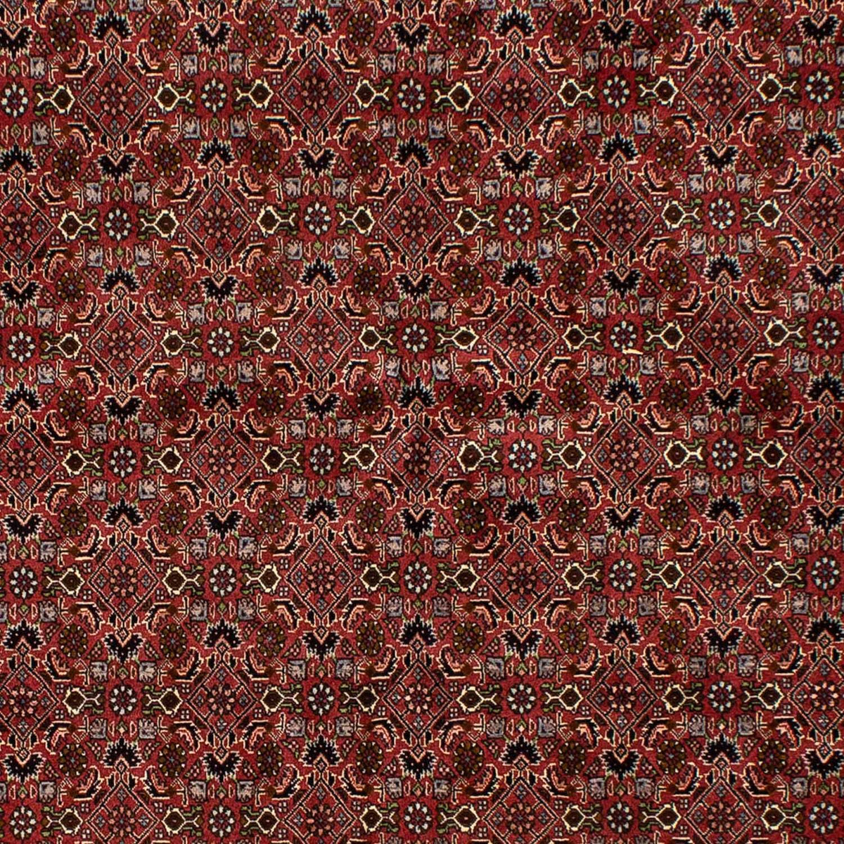 Alfombra persa - Bidjar - 245 x 177 cm - rojo oscuro