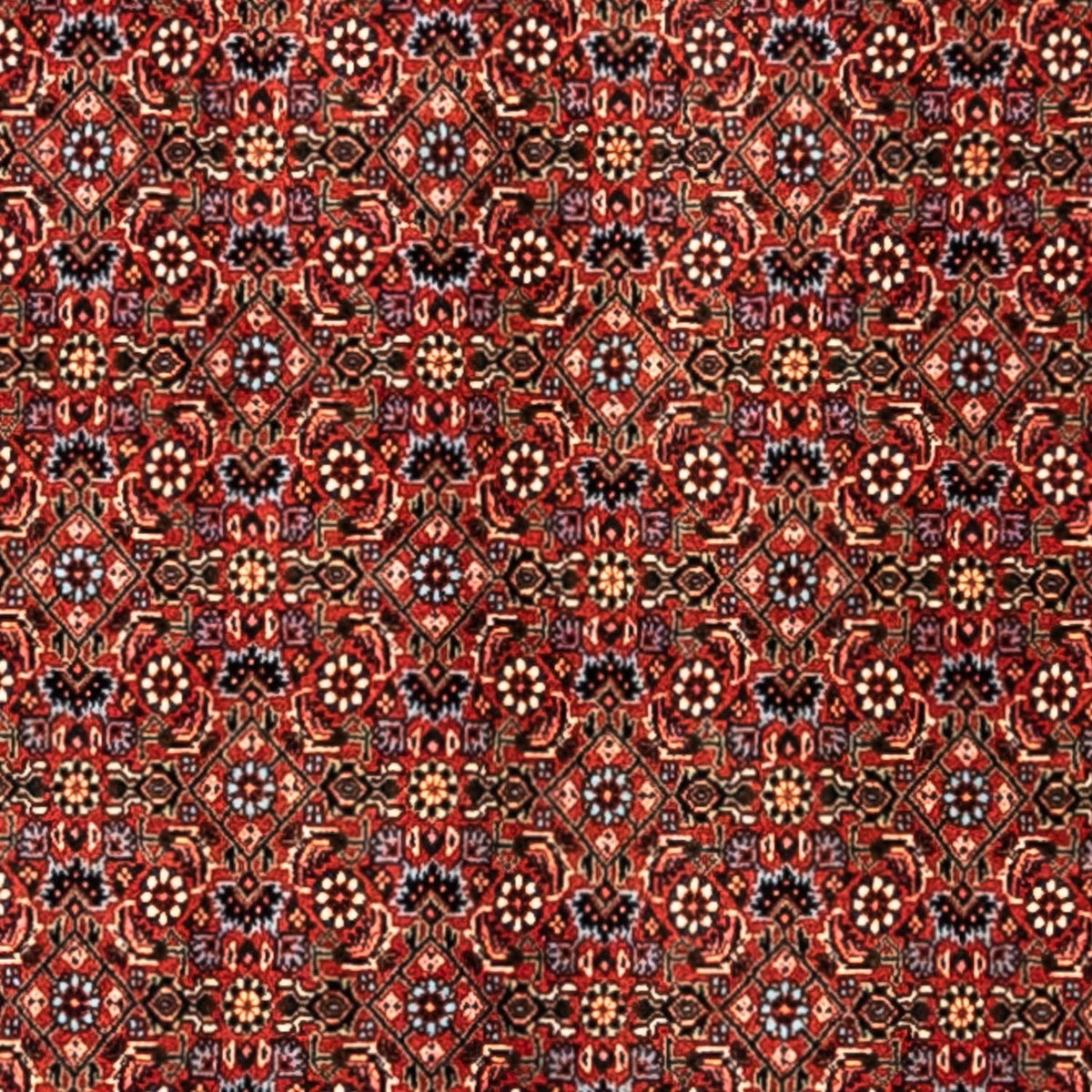 Alfombra persa - Bidjar - 363 x 248 cm - rojo