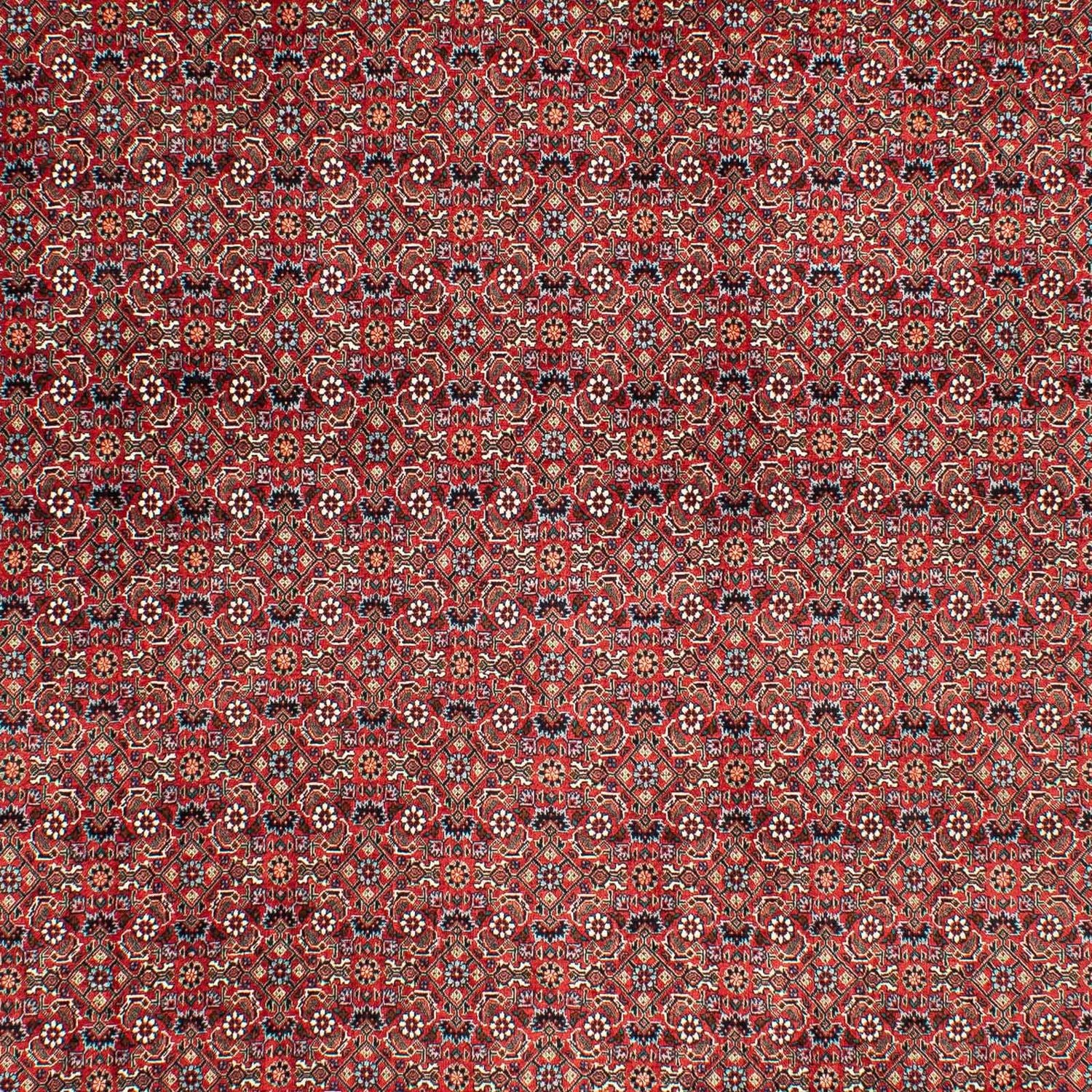 Alfombra persa - Bidjar - 290 x 203 cm - rojo oscuro