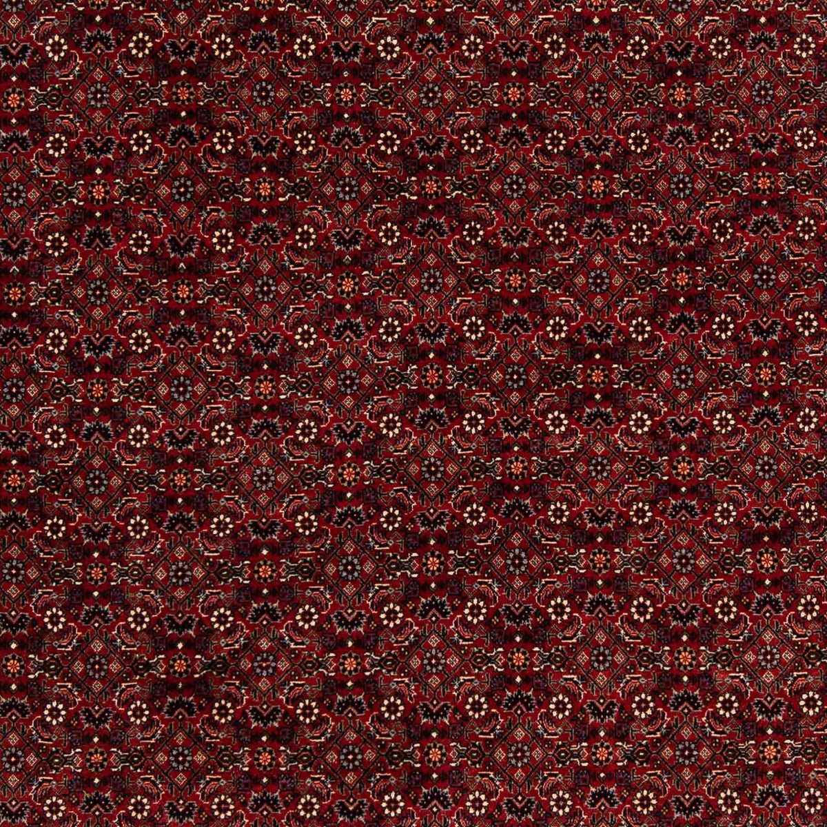 Alfombra persa - Bidjar cuadrado  - 212 x 205 cm - rojo oscuro