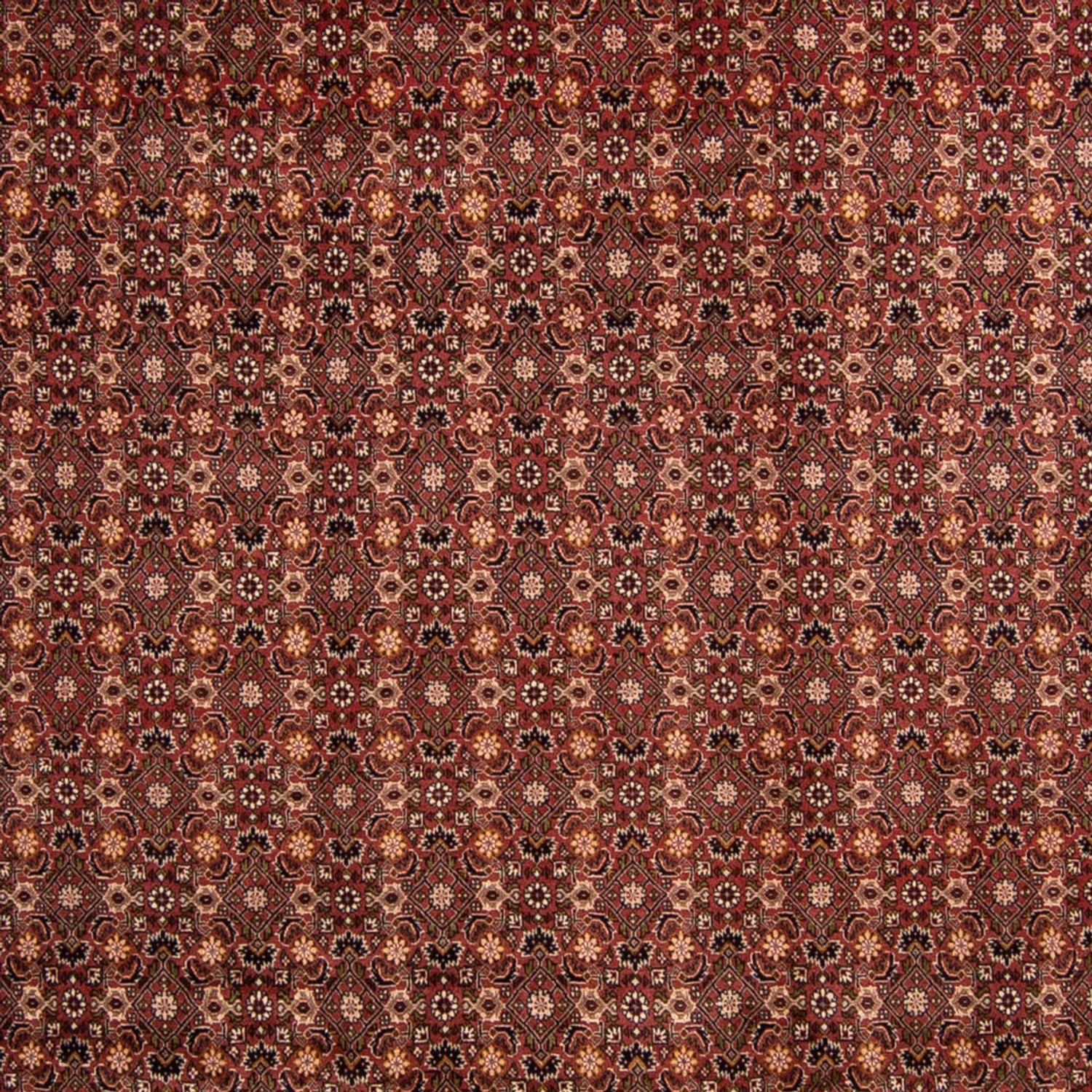Alfombra persa - Bidjar - 352 x 252 cm - marrón