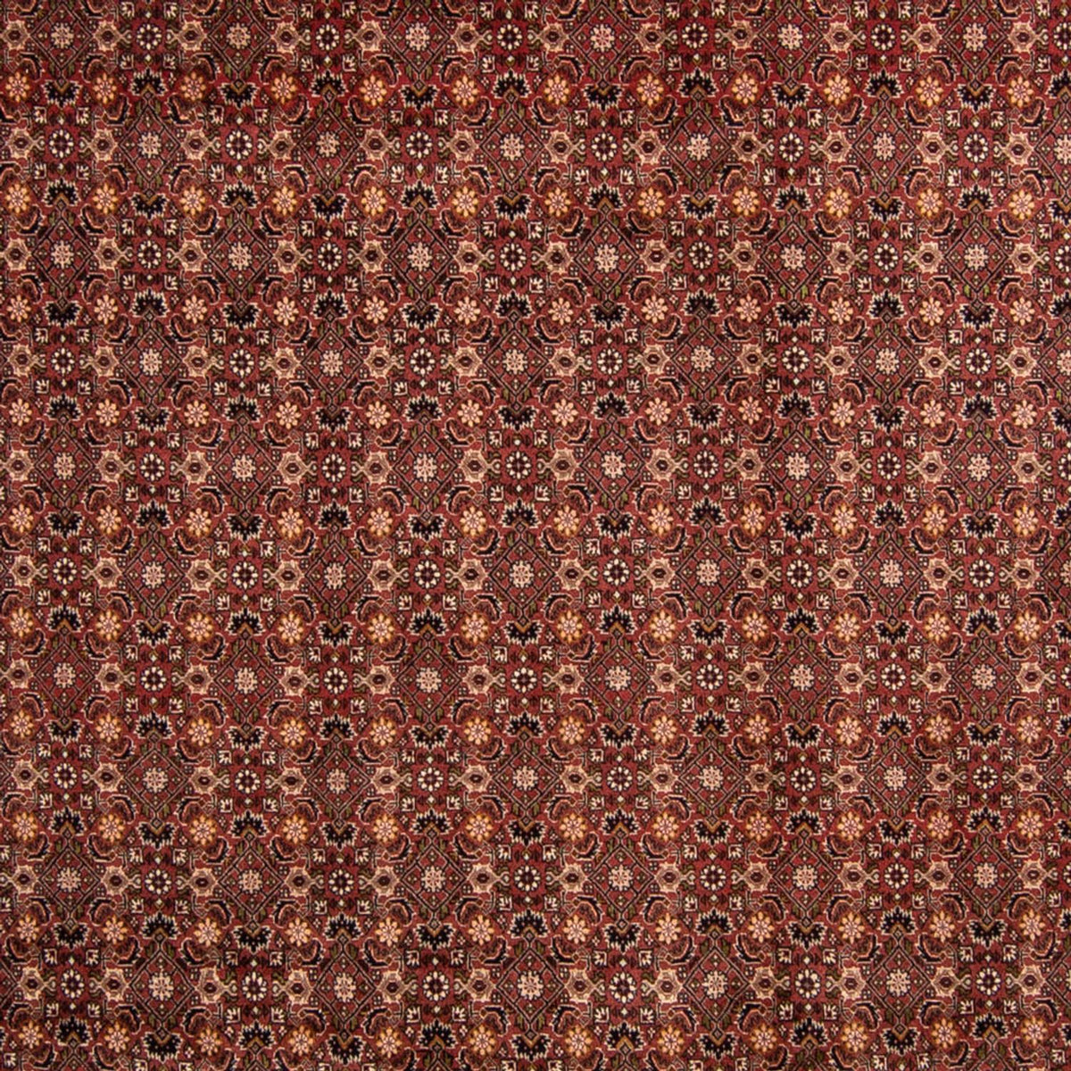 Alfombra persa - Bidjar - 352 x 252 cm - marrón