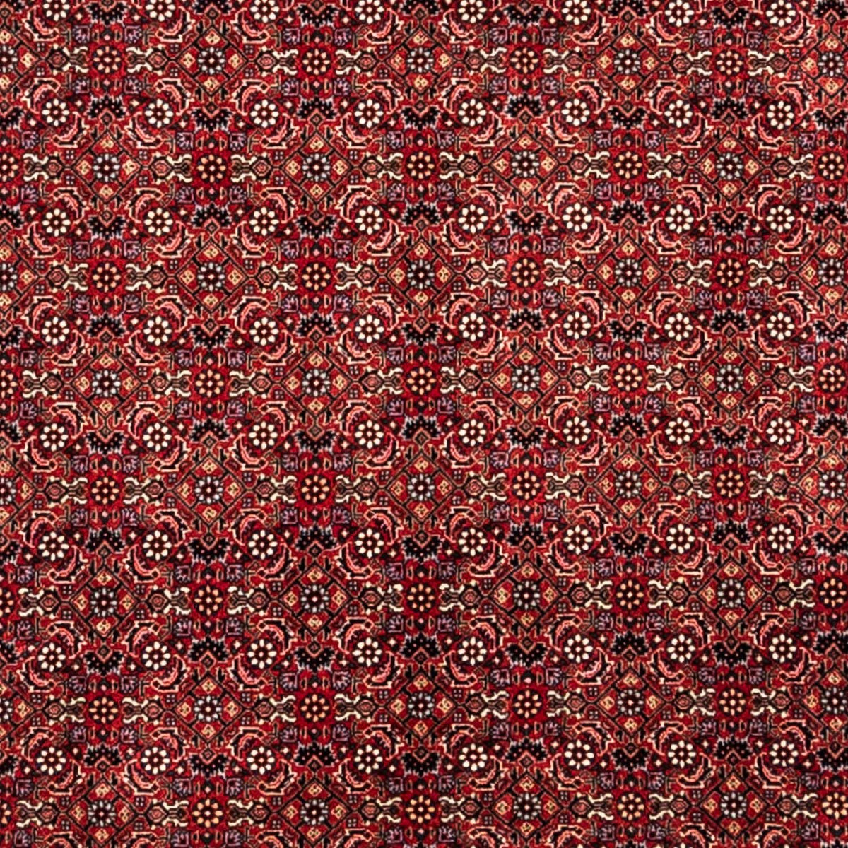 Alfombra persa - Bidjar - 350 x 252 cm - rojo