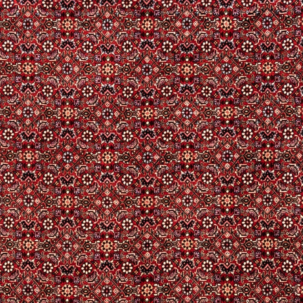 Alfombra persa - Bidjar - 340 x 248 cm - rojo