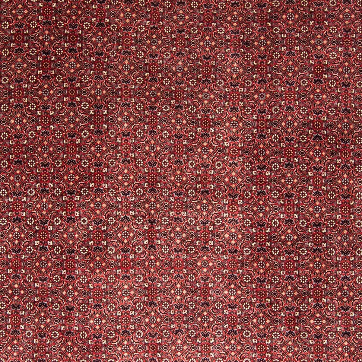 Alfombra persa - Bidjar - 338 x 258 cm - rojo