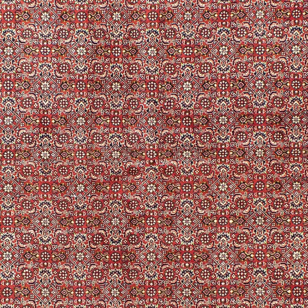 Alfombra persa - Bidjar - 245 x 170 cm - rojo claro