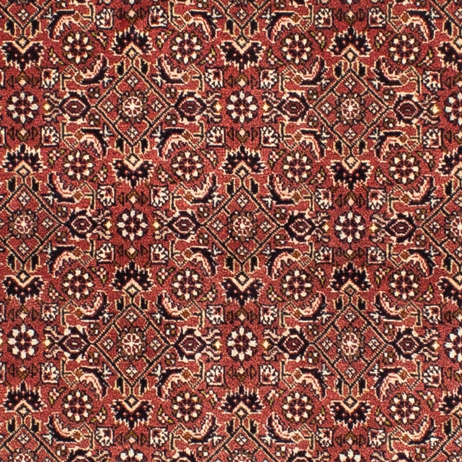 Alfombra persa - Bidjar cuadrado  - 200 x 195 cm - rojo claro