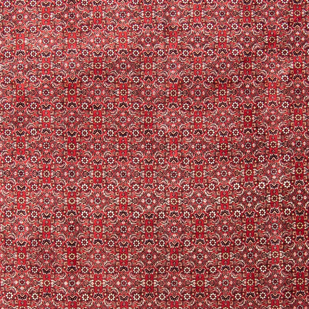 Alfombra persa - Bidjar - 340 x 255 cm - rojo claro