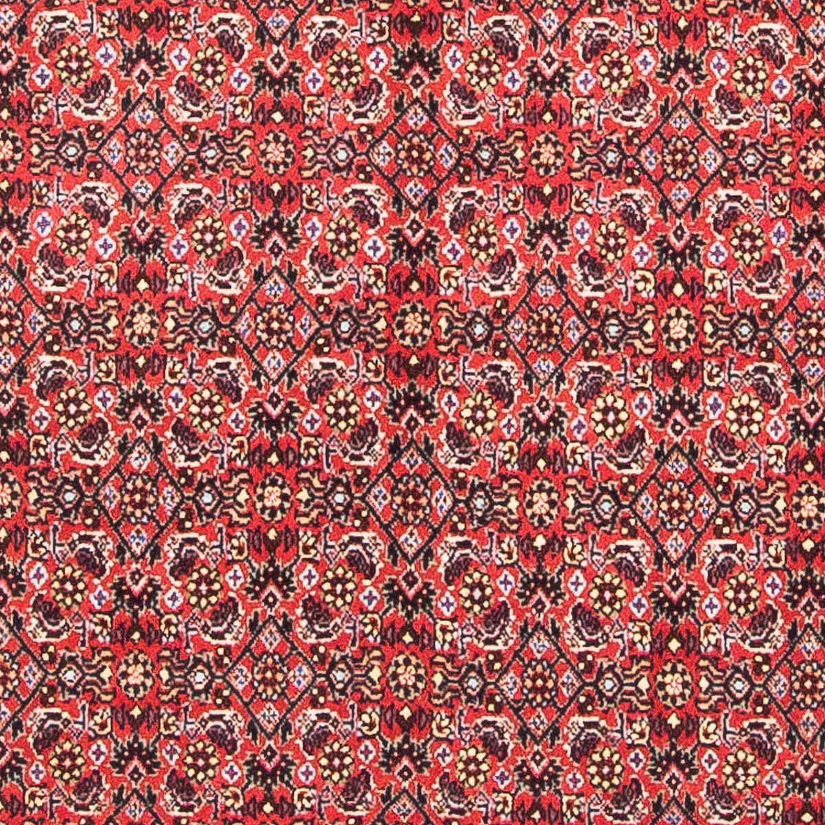 Alfombra persa - Bidjar cuadrado  - 104 x 98 cm - rojo