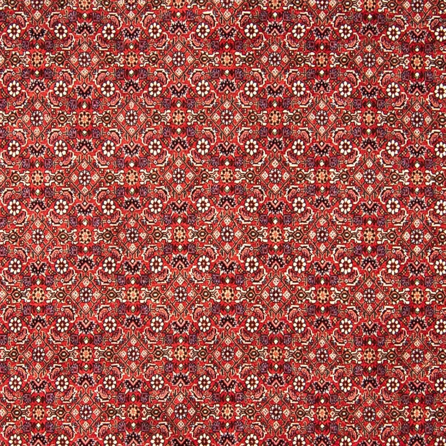 Alfombra persa - Bidjar - 290 x 250 cm - rojo
