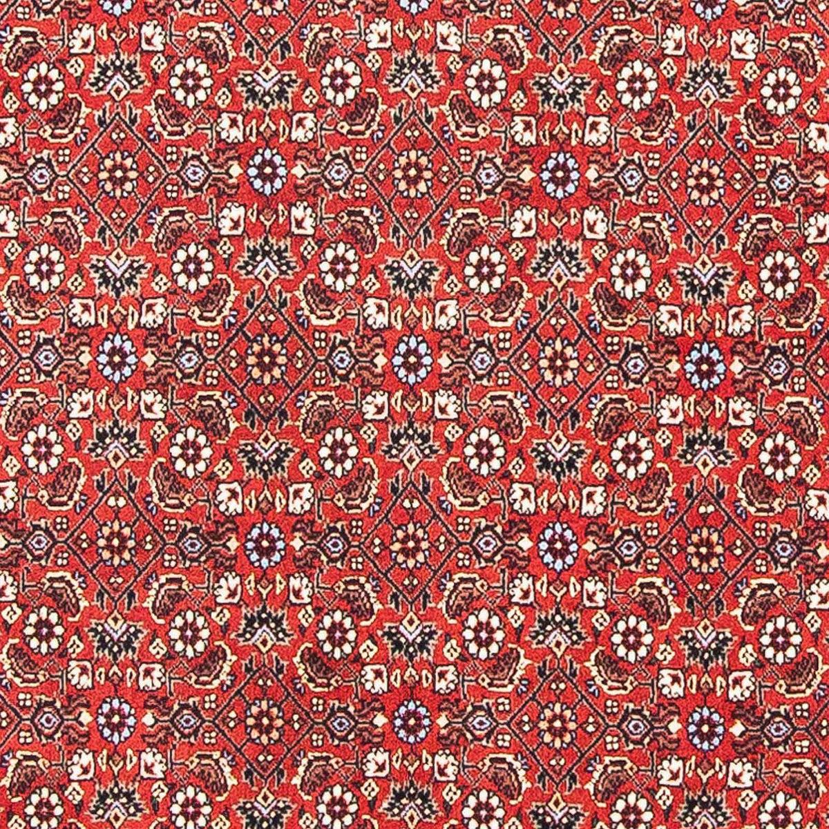 Alfombra persa - Bidjar cuadrado  - 98 x 97 cm - rojo