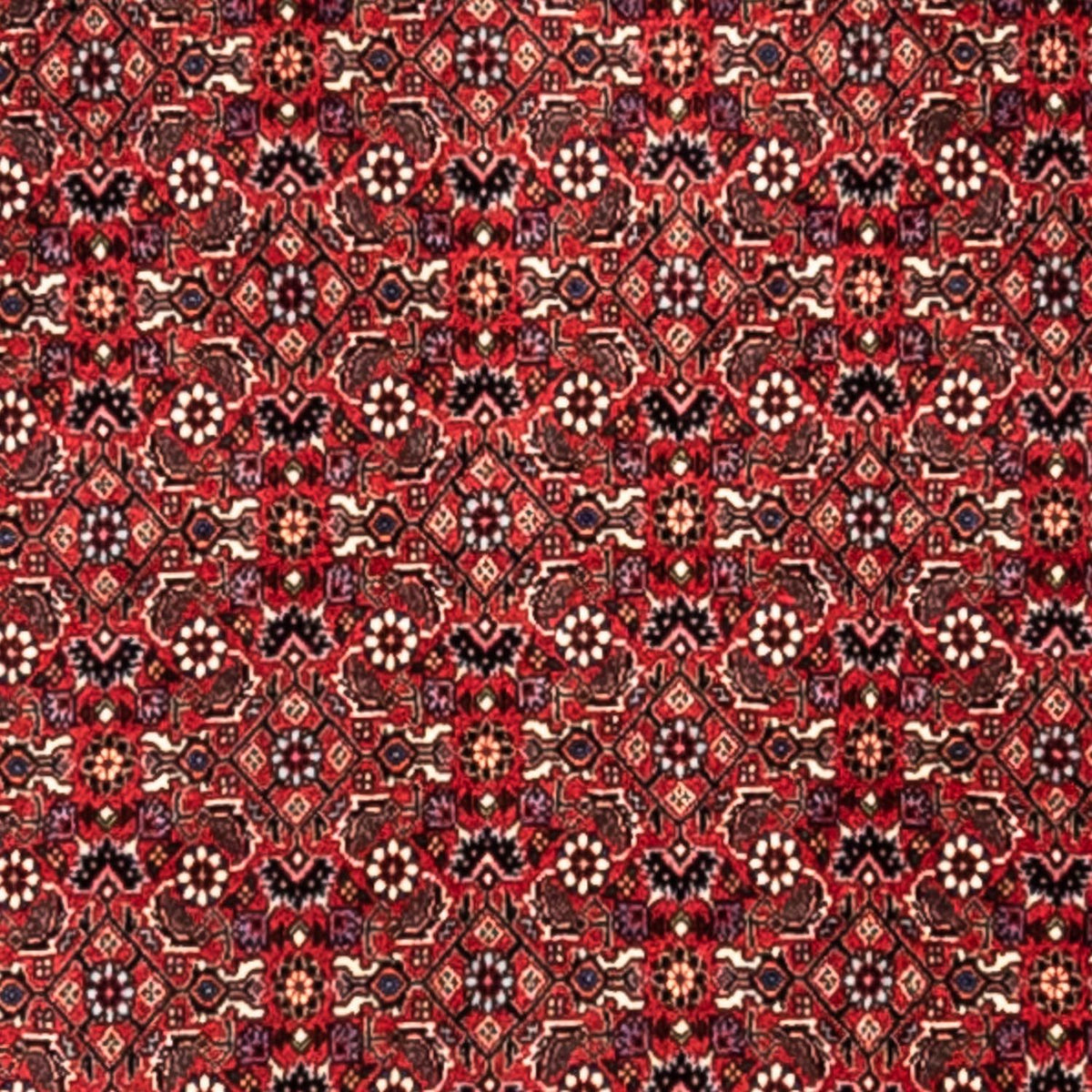 Alfombra persa - Bidjar - 345 x 253 cm - rojo