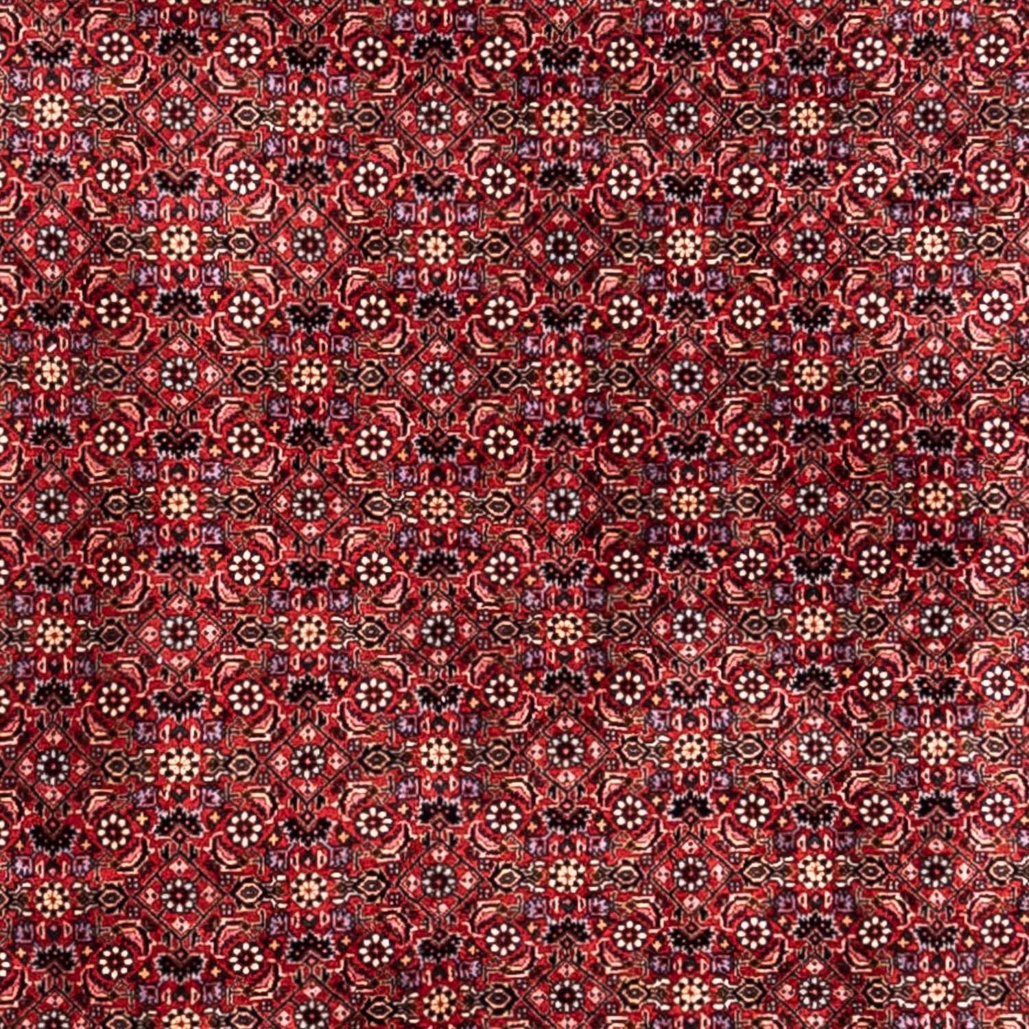 Alfombra persa - Bidjar - 338 x 250 cm - rojo