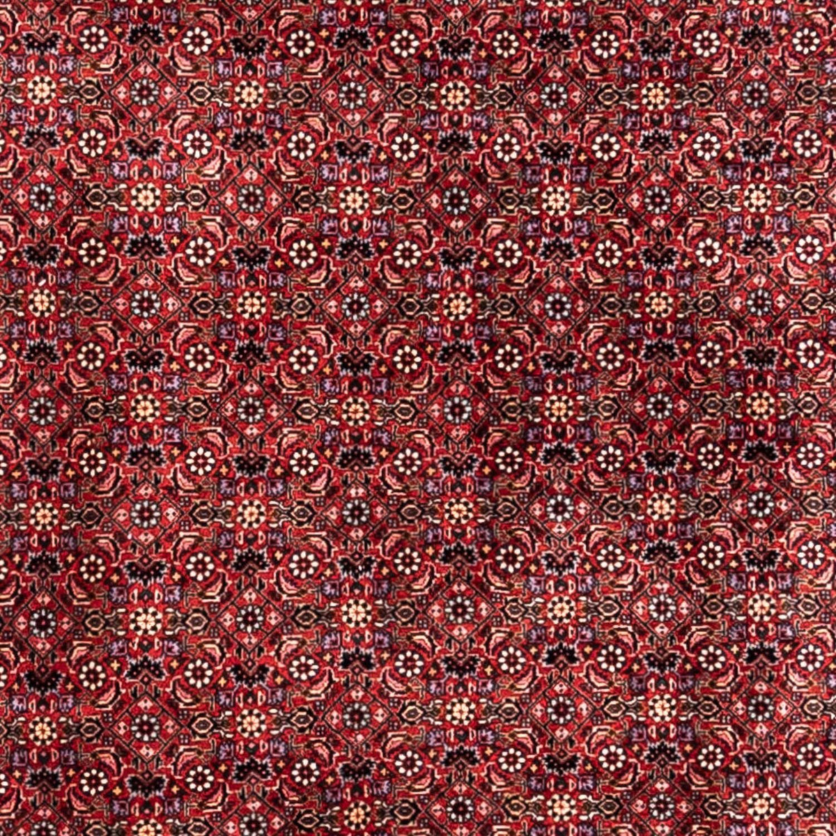 Alfombra persa - Bidjar - 338 x 250 cm - rojo