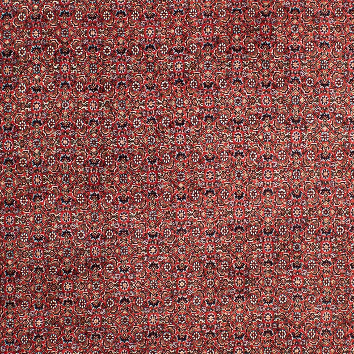 Alfombra persa - Bidjar - 299 x 203 cm - rojo claro